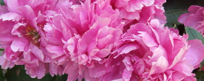 牡丹花有多少品种(牡丹花有多少品种颜色)