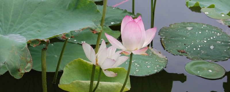 荷花蔫了怎么养活 荷花断了怎么养