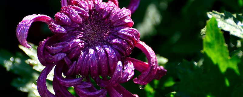 菊花延迟开花的方法 菊花控制开花时间
