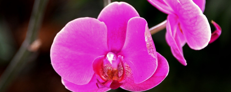 蝴蝶兰开完花后怎么处理方法（蝴蝶兰开完花后怎么处理方法室内养什么花好养）