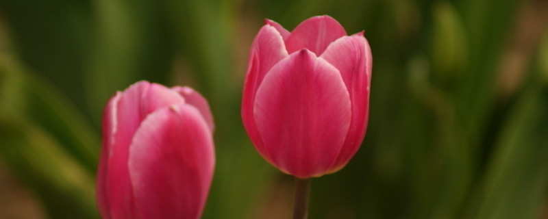 郁金香有什么用 郁金香有什么用意