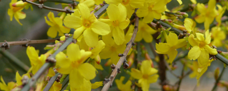 迎春花有叶子吗（迎春花的叶子是什么样）