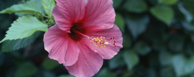 芙蓉花的特点（芙蓉花的特点和特征）