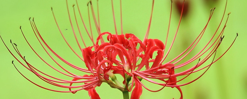 彼岸花和曼珠沙华是一种花吗 曼珠沙华是不是彼岸花?