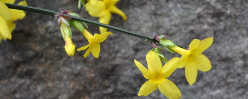 迎春花盆栽冬天怎么养怕冻吗（迎春花冬季怎么养）