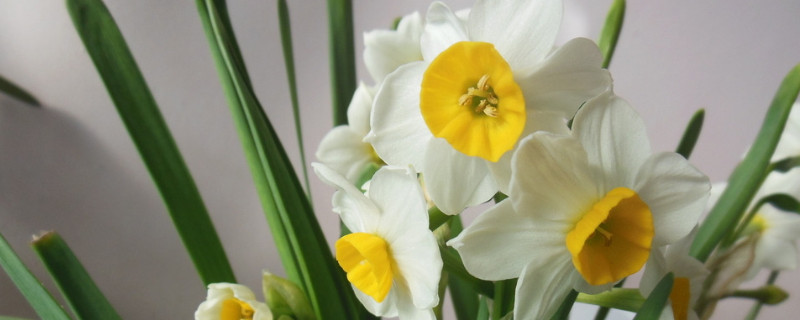 水仙花叶子长得太高怎么办（水仙花长的特别高怎么办）