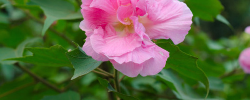 芙蓉花冬天会掉叶子吗（芙蓉花冬天落叶吗）