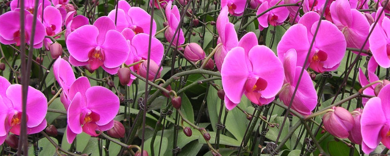 蝴蝶兰换盆时根部需要修剪吗(蝴蝶兰换盆要不要剪根)