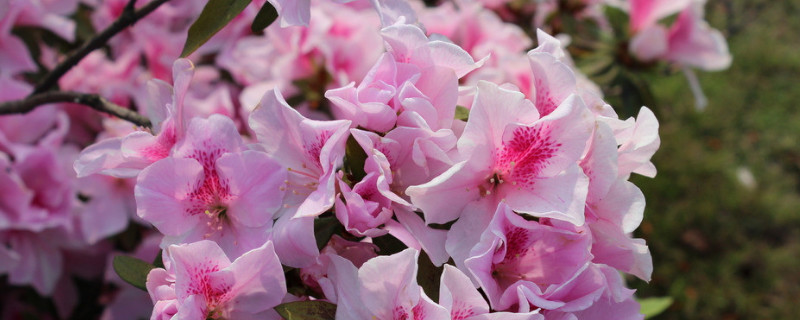 杜鹃花焦叶了怎么办(杜鹃花的叶子发焦掉叶子怎么办)