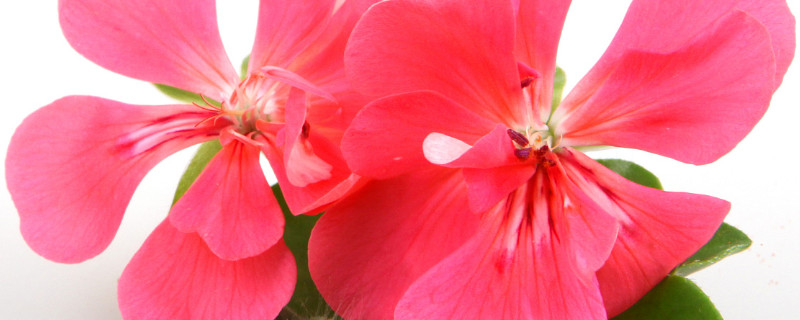 北方天竺葵怎么越冬（天竺葵冬天怎样过冬）