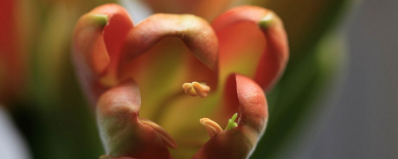 君子兰叶片晒伤怎么办（君子兰叶片晒伤怎么处理）