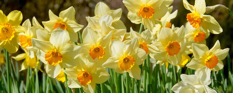 水仙烂根了怎么处理 水仙烂根是怎么回事