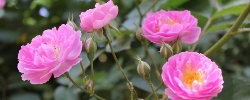 爬藤月季秋冬怎么养 爬藤月季怎样过冬