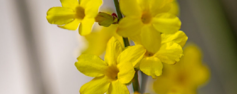 迎春花叶子发黄枯萎 迎春花叶子变黄