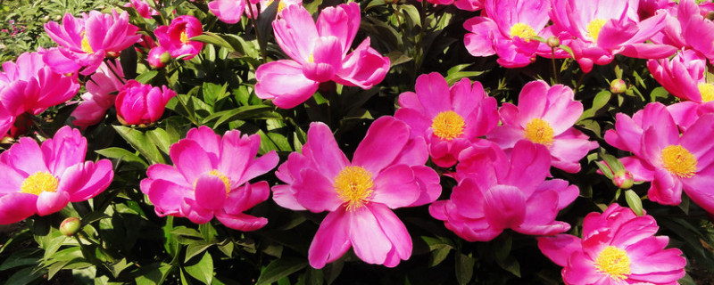 芍药花夏季移栽能活吗 这个季节移栽芍药花吗