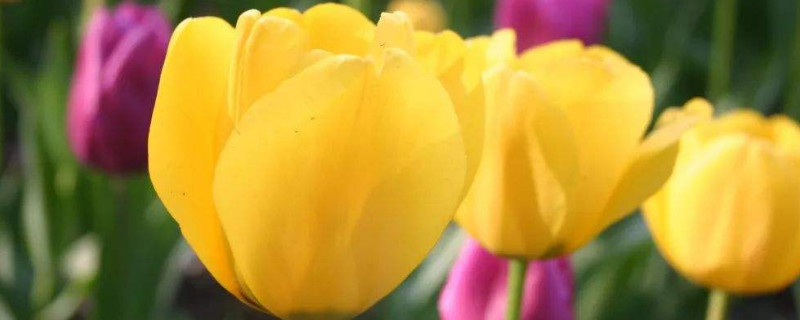 郁金香叶子枯萎后就可以收球了吗（郁金香叶子枯了之后怎么处理）