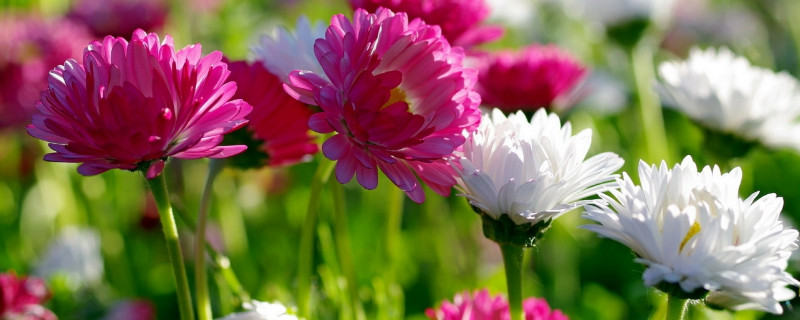 菊花秋天可以分根吗 菊花啥时候分根