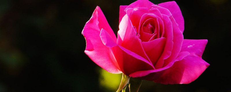 月季花秋天开花吗（月季花秋天开吗?）