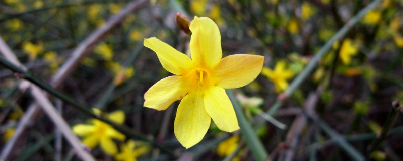 迎春花养护几天浇一次水 迎春花浇什么水