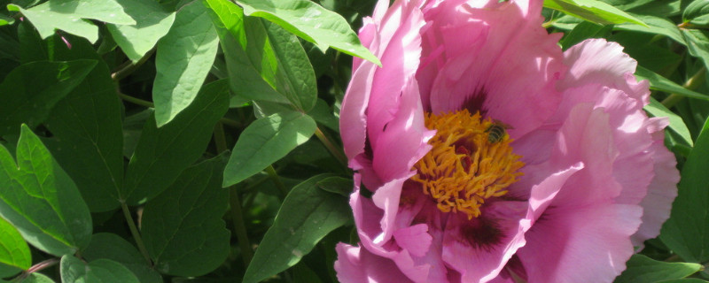 牡丹花移栽方法(牡丹花苗怎么移栽)