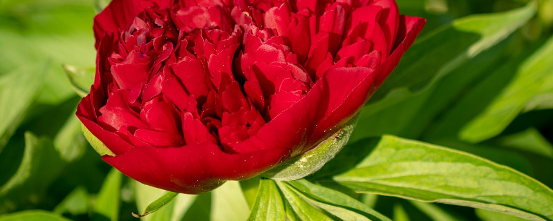 芍药是不是白芍 芍药是不是白芍和赤芍的总称