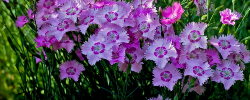 康乃馨花语代表什么 黄色康乃馨花语代表什么