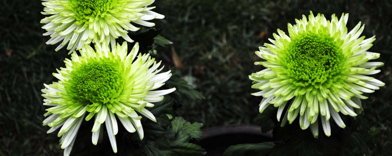 菊花春天的时候是什么样子的（菊花是春天的花吗?）