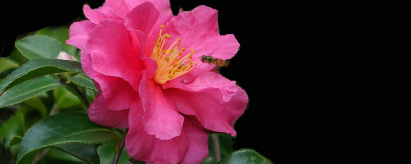 茶梅移栽时间(茶梅什么季节移栽好)