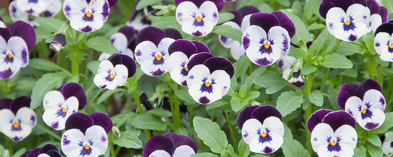 三色堇会结种子吗（三色堇开花后有种子么）