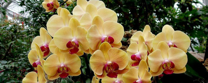 蝴蝶兰适合什么样的花盆 蝴蝶兰适合什么样的盆子