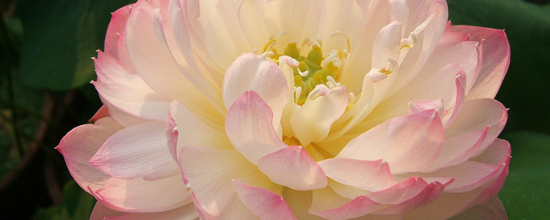 芙蓉花秋天开吗 芙蓉花开季节