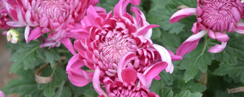 菊花冬天可以放室外吗（菊花夏天放在室内还是室外）