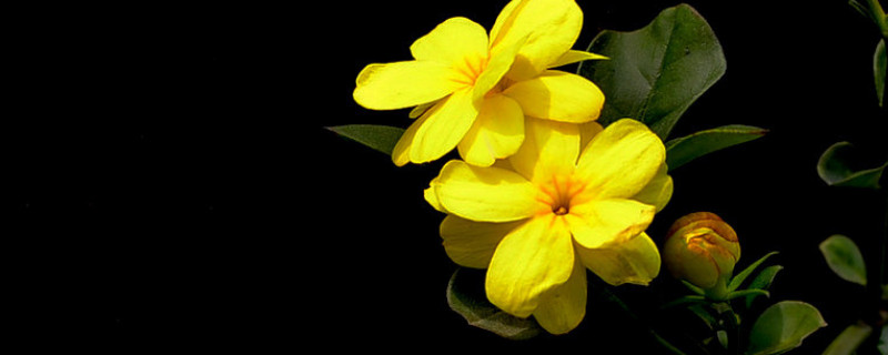 迎春花有了油汗怎么办（花上有油汗怎么办）