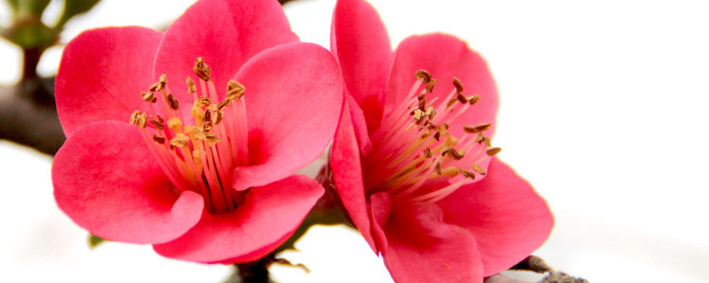 海棠花耐寒多少度（海棠花耐受的最低温度）