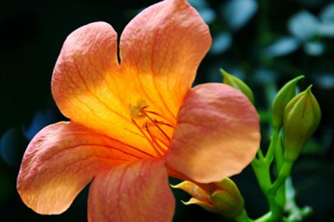 凌霄花要打顶吗