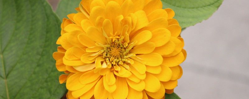 开过的菊花怎么修剪（菊花开过了怎么修剪）