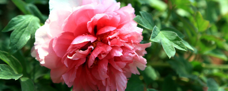 牡丹开花前怎么施肥 牡丹花花前怎么施肥