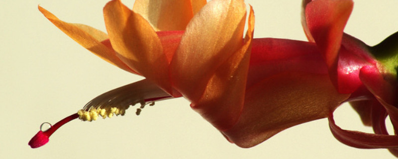 蟹爪兰的叶子焉了是怎么回事 蟹爪兰叶子发蔫