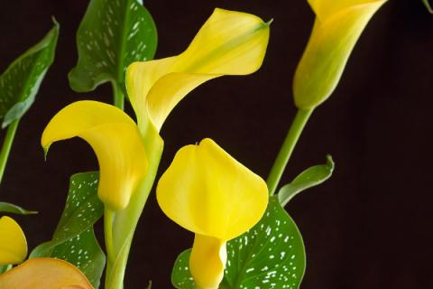 马蹄莲怎么生根