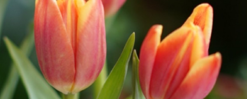 郁金香的种植方法和时间（水培郁金香的养殖方法和注意事项）