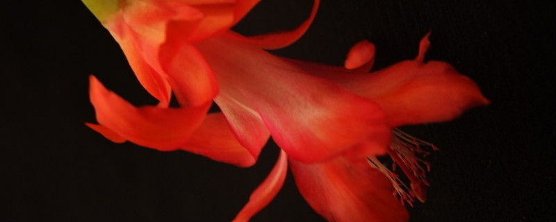 蟹爪兰夏天叶子发软（蟹爪兰夏季叶子变软怎么回事）