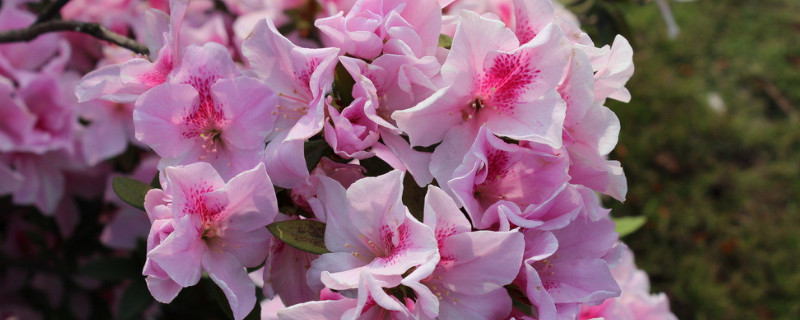 杜鹃花刚开就焉了什么原因 杜鹃花刚开花就焉了