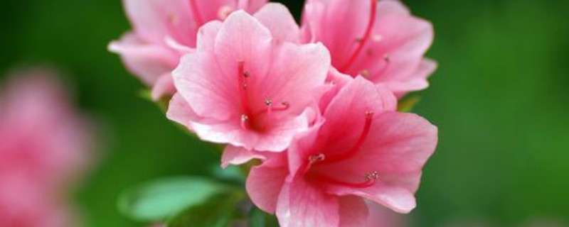 杜鹃花叶子死了是什么原因 杜鹃花叶子干了是不是死了