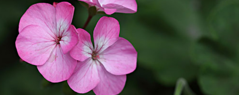 天竺葵有几年寿命(天竺葵一般能养几年)
