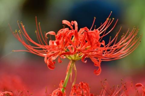 彼岸花有叶子吗