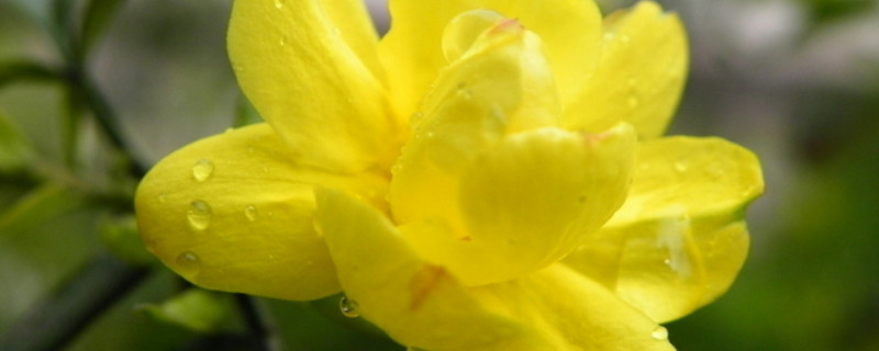 迎春花老桩干枯了怎么办 迎春花老桩怎样移栽