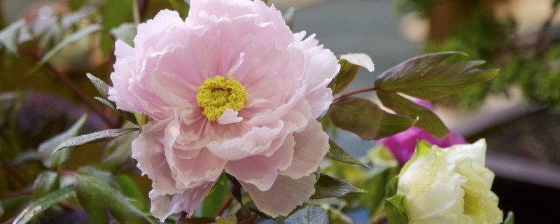 牡丹能扦插成活吗 牡丹可以扦插嘛