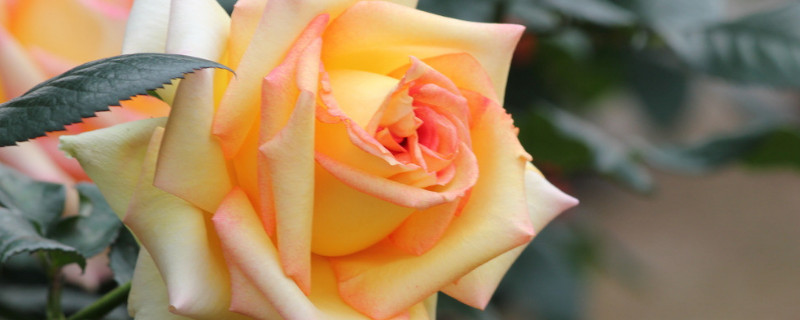 月季春天开花吗 月季是不是春天开的花