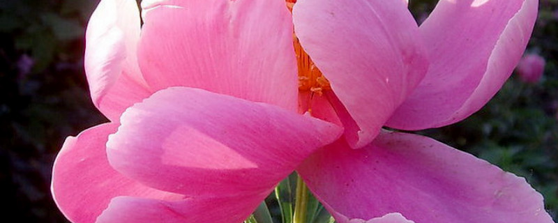 芍药可以暴晒吗 芍药能晒太阳吗