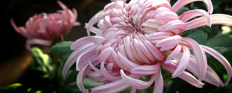 菊花夏天可以放外面吗 夏天可以种菊花吗?需要注意什么